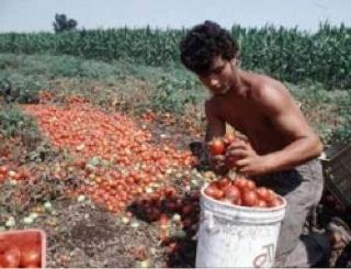Dove si muore tra i pomodori e il VàZapp Dove si muore tra i pomodori e il VàZapp