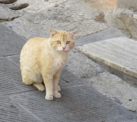 Holidays in Tuscany-6 Holidays in Tuscany-6