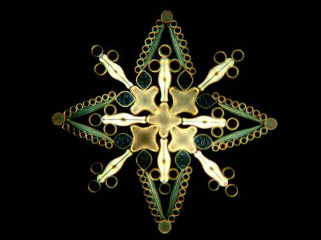 ARTE: I pattern delle alghe | Klaus Kemp ARTE: I pattern delle alghe | Klaus Kemp