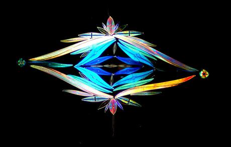 ARTE: I pattern delle alghe | Klaus Kemp ARTE: I pattern delle alghe | Klaus Kemp