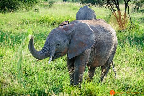 Viaggio in Tanzania – Safari nel Parco Tarangire