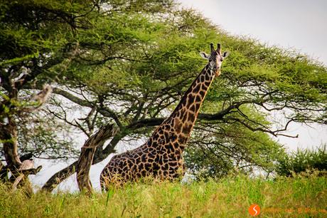 Viaggio in Tanzania – Safari nel Parco Tarangire