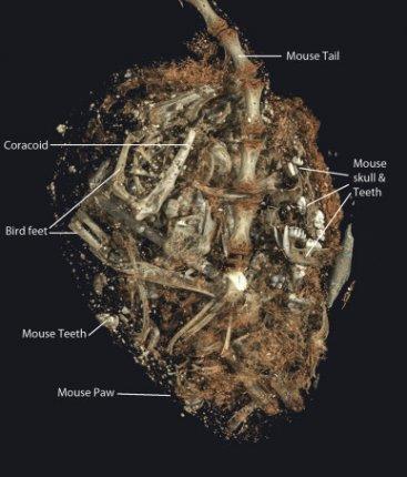 Gli Egizi allevavano rapaci per offrirli agli dèi Gli Egizi allevavano rapaci per offrirli agli dèi