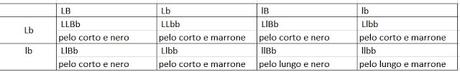 Il pelo dei conigli: un esempio di applicazione della terza legge di Mendel