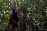 Tanjung Puting National Park – Kalimantan (Borneo Indonesiano)