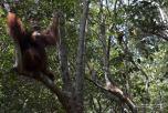 Tanjung Puting National Park – Kalimantan (Borneo Indonesiano)