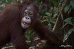 Tanjung Puting National Park – Kalimantan (Borneo Indonesiano)