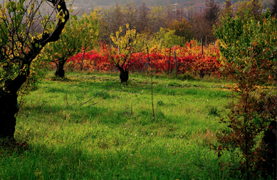 L'AUTUNNO E' UNA SECONDA PRIMAVERA, QUANDO OGNI FOGLIA E' UN FIORE