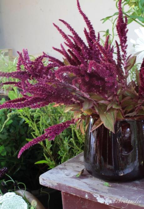 Donne di Fiori amaranto