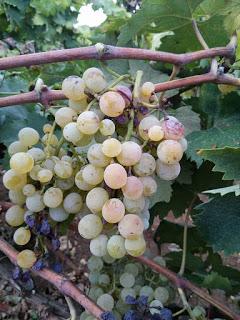 Asprinio - Malvasia nera di Lecce - Negroamaro - Biotipo a grappolo spargolo Asprinio - Malvasia nera di Lecce - Negroamaro - Biotipo a grappolo spargolo