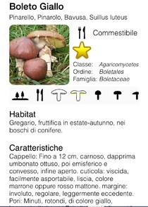 Come riconoscere i funghi commestibili con una app.