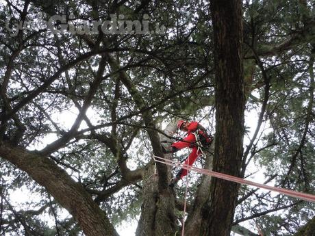 Potatura delle piante: si comincia in autunno potatura alberi