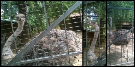 Parco Faunistico le Cornelle, il tour di Moda e Style – Part 2 ModaeStyle_Struzzo_LeCornelle(1)