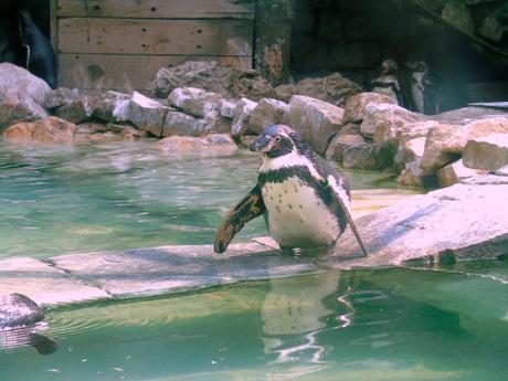 Parco Faunistico le Cornelle, il tour di Moda e Style – Part 2 ModaeStyle_Pinguini_LeCornelle_5