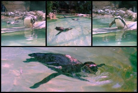 Parco Faunistico le Cornelle, il tour di Moda e Style – Part 2 Modaestyle_Pinguini_LeCornelle