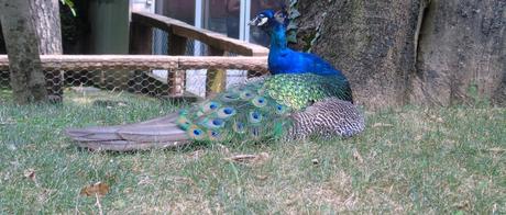 Parco Faunistico le Cornelle, il tour di Moda e Style – Part 2 ModaeStyle_Pavone_LeCornelle_1