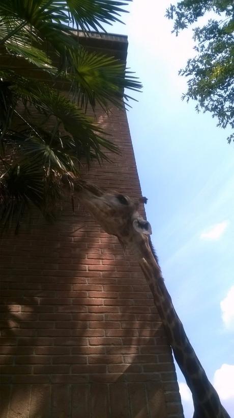 Parco Faunistico le Cornelle, il tour di Moda e Style – Part 2 ModaeStyle_Giraffa_LeCornelle