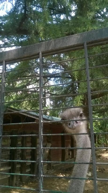 Parco Faunistico le Cornelle, il tour di Moda e Style – Part 2 ModaeStyle_Struzzo_LeCornelle_1