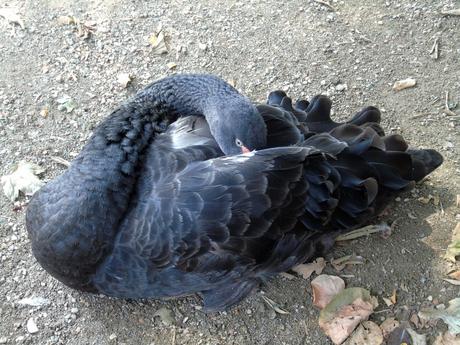 Parco Faunistico le Cornelle, il tour di Moda e Style – Part 2 ModaeStyle_CignoNero_LeCornelle