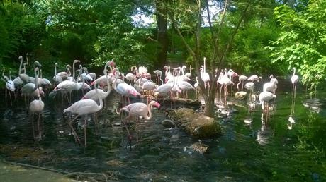 Parco Faunistico le Cornelle, il tour di Moda e Style – Part 2 Ph Credits Moda e Style_Fenicottero Rosa_Parco Faunistico Le Cornelle