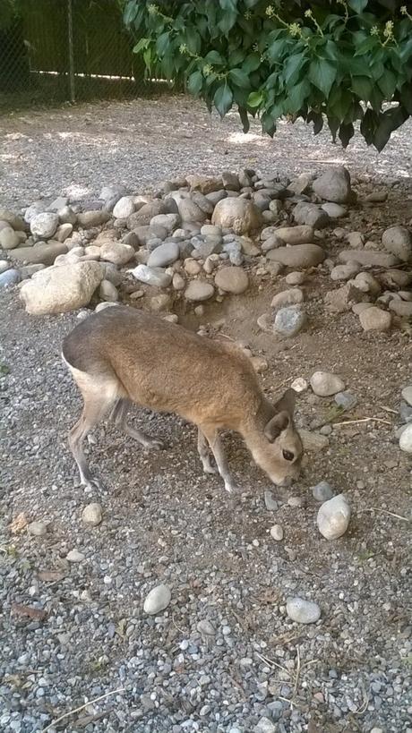 Parco Faunistico le Cornelle, il tour di Moda e Style – Part 2 ModaeStyle_LeCornelle_Muntjak