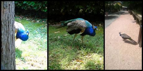 Parco Faunistico le Cornelle, il tour di Moda e Style – Part 2 ModaeStyle_Pavone_LeCornelle_2(1)