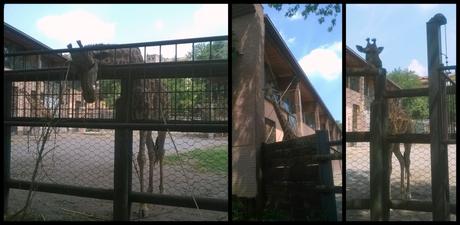 Parco Faunistico le Cornelle, il tour di Moda e Style – Part 2 ModaeStyle_Giraffe_LeCornelle