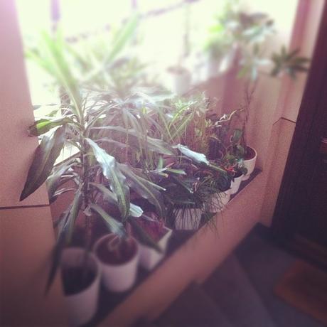 quando invitavo i maschi a casa invitavo i maschi a casa