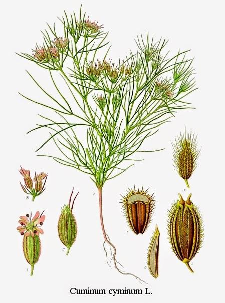 Cumino, olio essenziale Cumino, olio essenziale