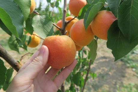 Come si fa la marmellata? Viaggio in Irpinia alla ricerca della ricetta perfetta