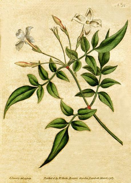 Gelsomino, olio essenziale Gelsomino, olio essenziale