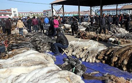 Arriva il freddo vediamo di non indossare la pelle di nessuno! Arriva il freddo vediamo di non indossare la pelle di nessuno