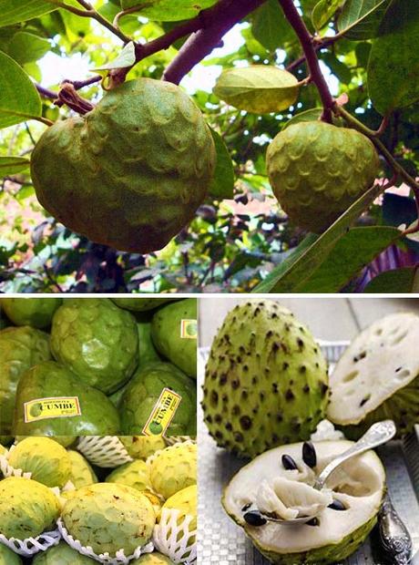 Cherimoya