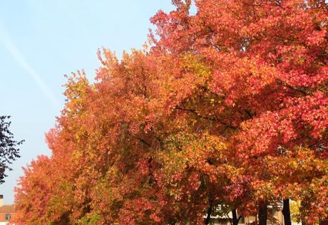 Oggi arriva l'autunno