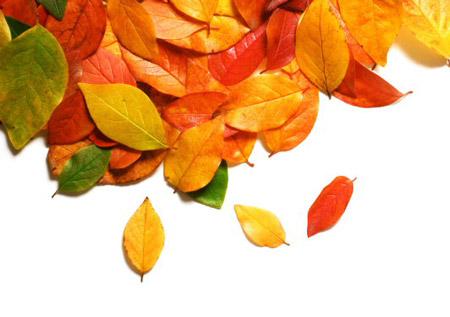 Autunno-foglie Autunno-foglie