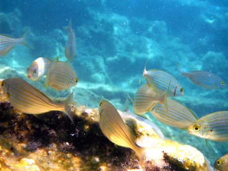 My Summer in Greece: Paxos & Mediterranean Greek Coast My Summer in Greece: Paxos & Mediterranean Greek Coast