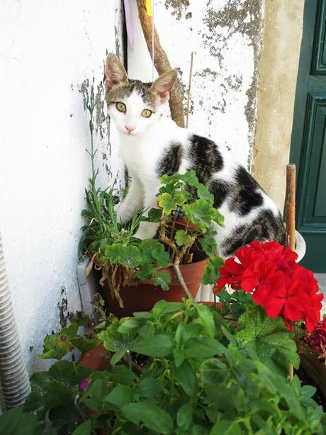 My Summer in Greece: Paxos & Mediterranean Greek Coast My Summer in Greece: Paxos & Mediterranean Greek Coast