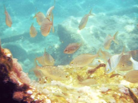 My Summer in Greece: Paxos & Mediterranean Greek Coast My Summer in Greece: Paxos & Mediterranean Greek Coast