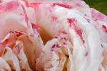 Guido Alimento, serie Profumo di rosa, fotografia con elaborazione digitale su forex, 24x36 cm 7