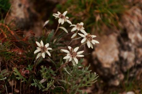 VOGEL: sentieri nascosti