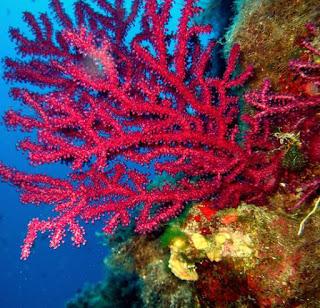 Progetto Seacoustic: i suoni di pesci, posidonie e coralli a Tavolara