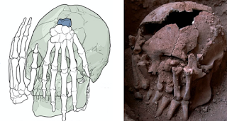 I misteri del primo decapitato d'America. Scoperto in Brasile un cranio di 9.000 anni fa, coperto da entrambe le mani mozzate e disposte in senso opposto. Chi era, perché è stato ridotto così e dov'è il resto del corpo?