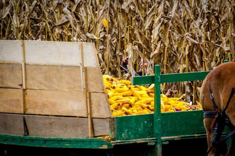 Amish: storia e regole per diventare uno di loro!