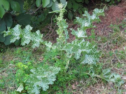 Cardo mariano (Silybum marianum)