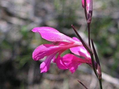 Flora in Don Quixote's Land, Spain.