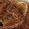 bear_head Matita come arte