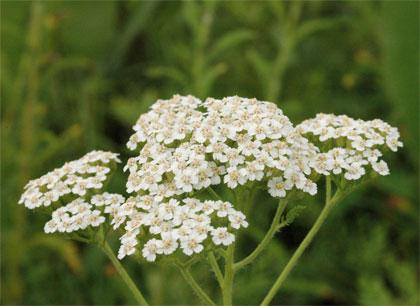 achillea-millefolium Achillea millefolium