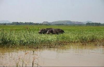 Omo river