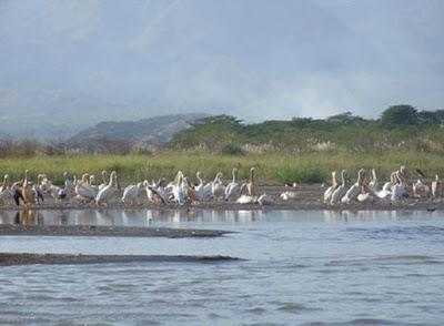 Omo river