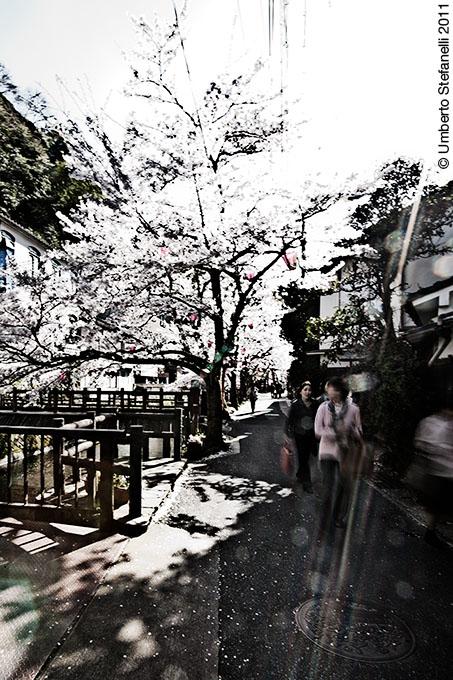 19_03_11_japan_spring_2010_mii_1306_pg 19_03_11_japan_spring_2010_mii_1306_pg